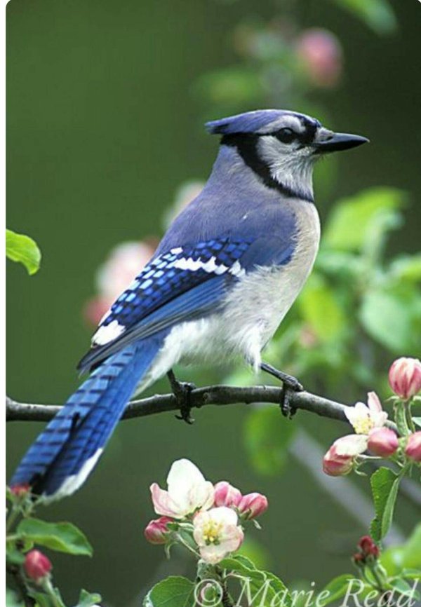 blue jay bird