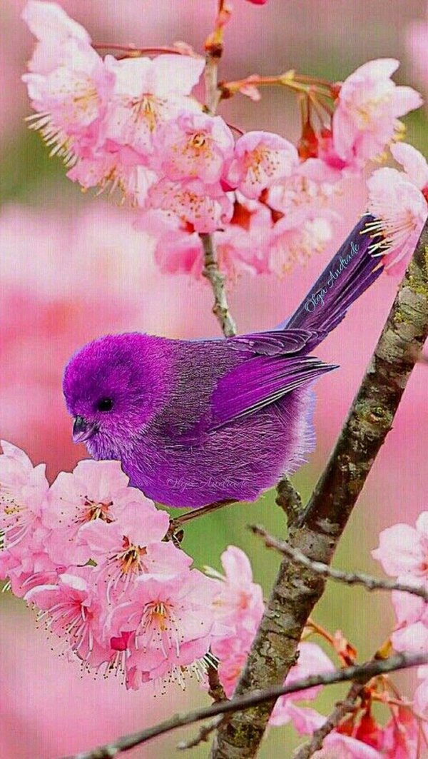 весенние птички