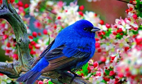 птичка синяя