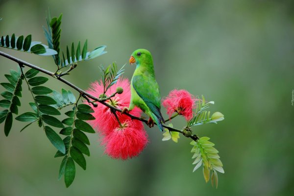 ожереловый попугай