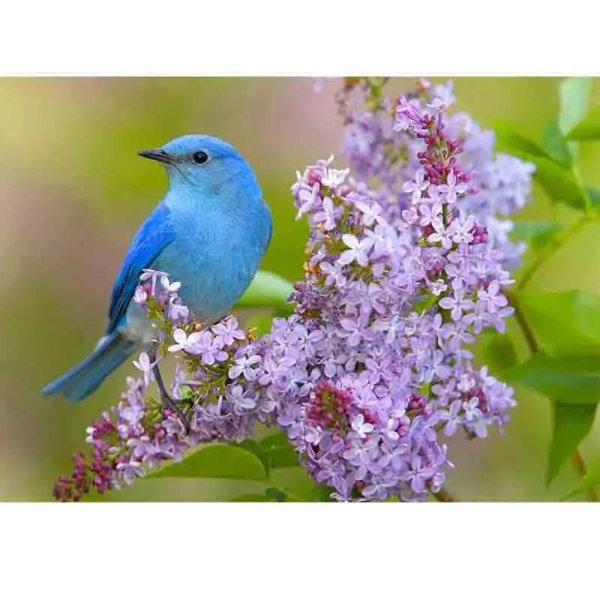 синие птички