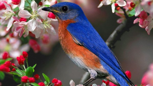 птицы весенние