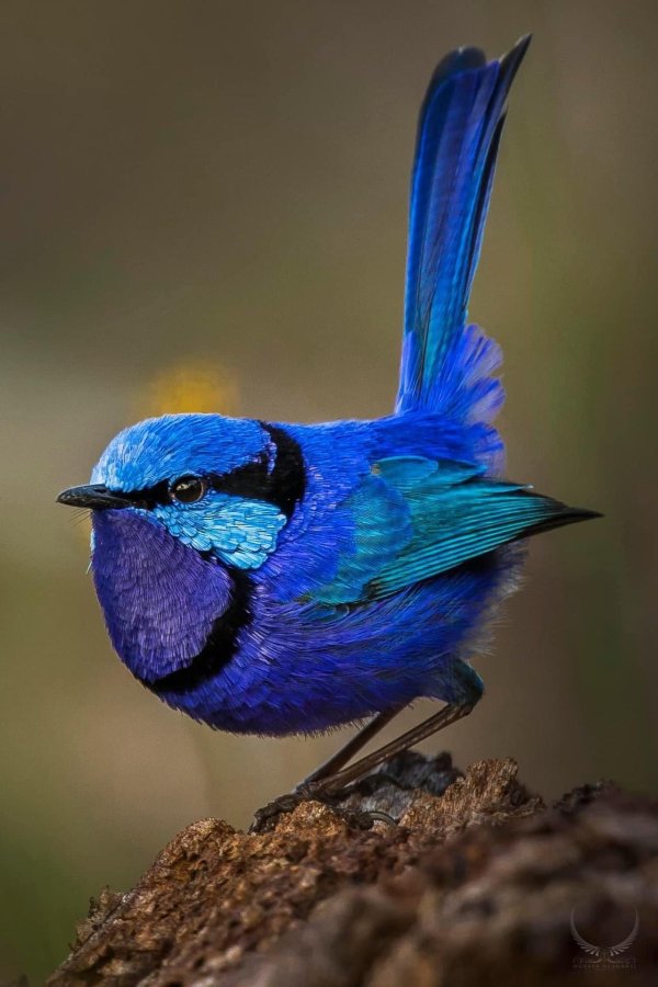 расписной малюр