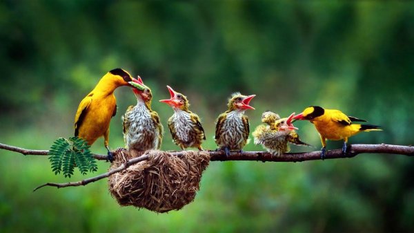 птенец иволги