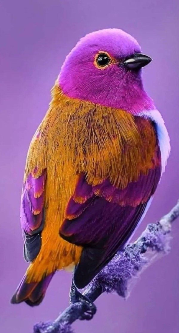 разноцветная птичка