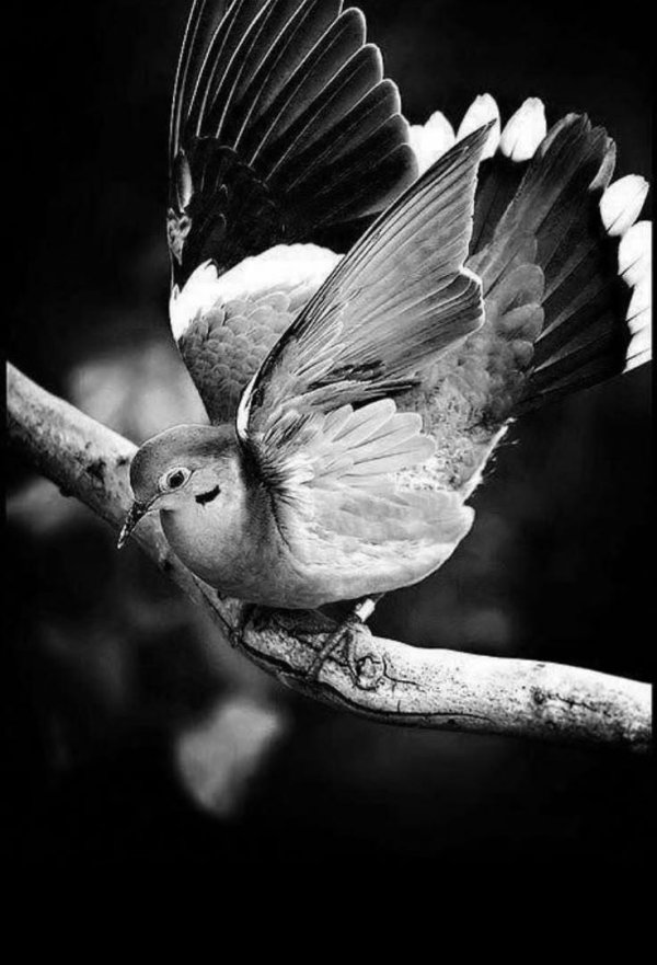 черно белая птичка