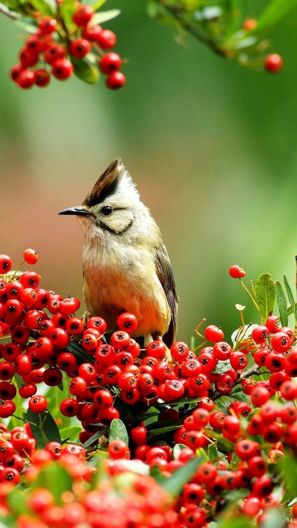 природа с птицами