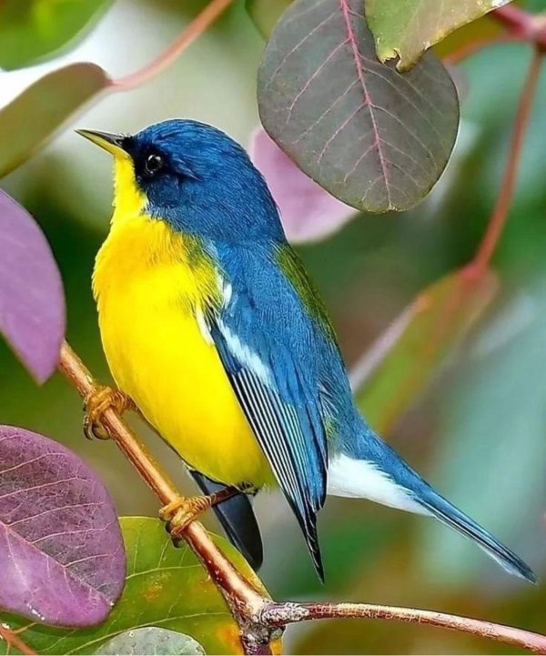 тропическая парула