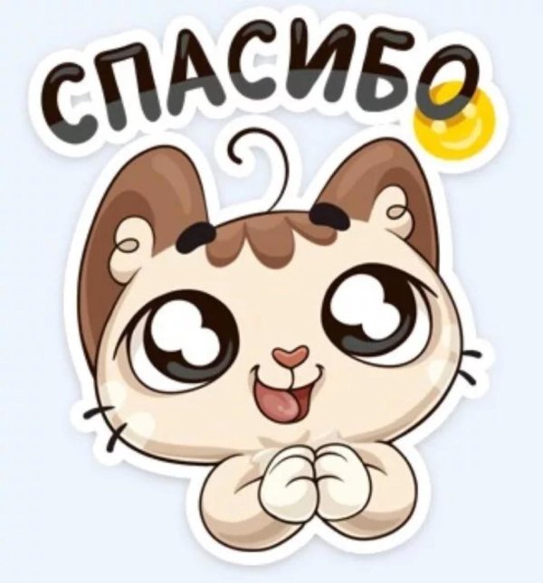 стикер кот