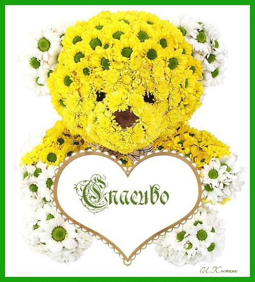 цветок медвежонок