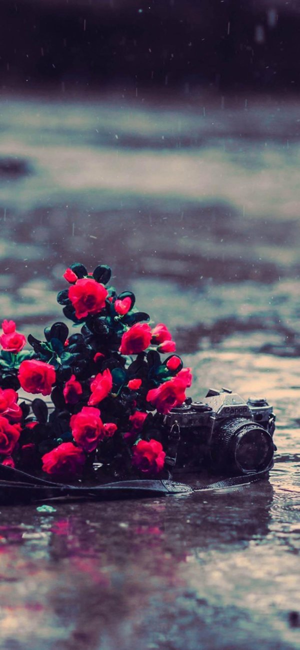 роза под дождем