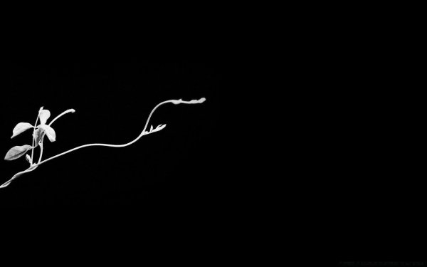 ветка орхидеи