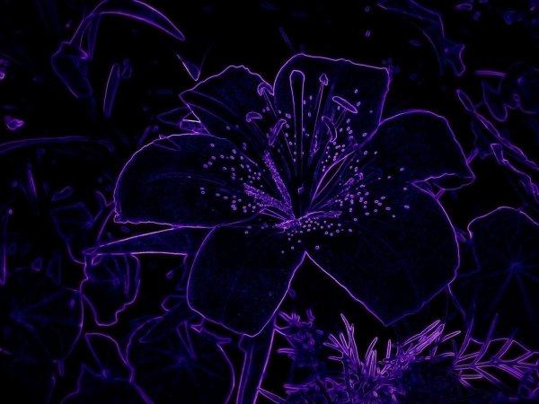 фиолетовые лилии