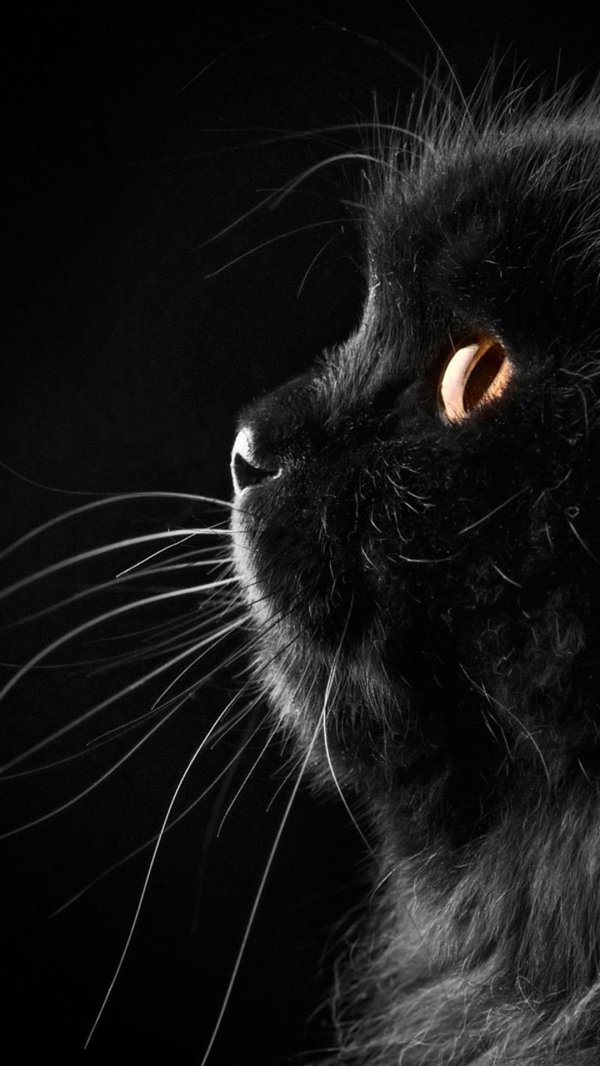 черный обой