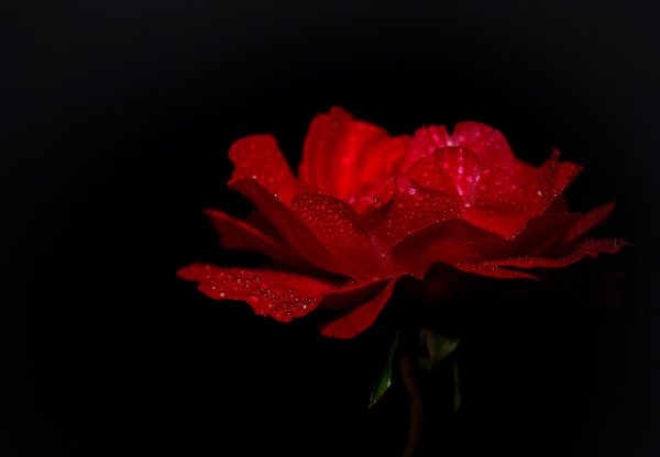 красные цветки