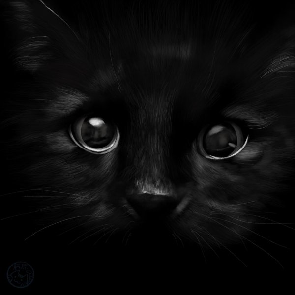 морда черного кота