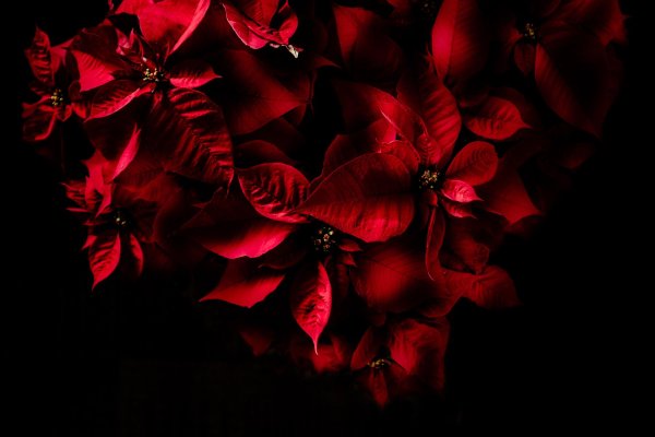 пуансеттия рождественская звезда