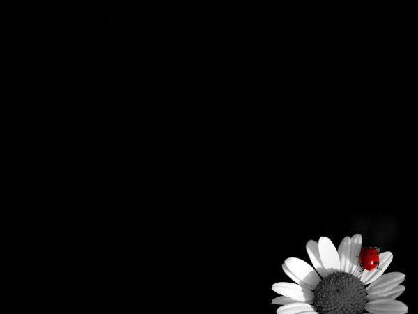 с ромашками