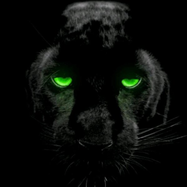 глаза пантеры