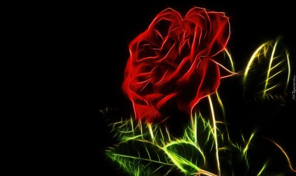 неон роуз цветы