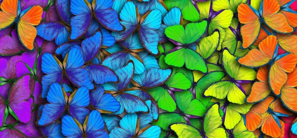 радужная бабочка