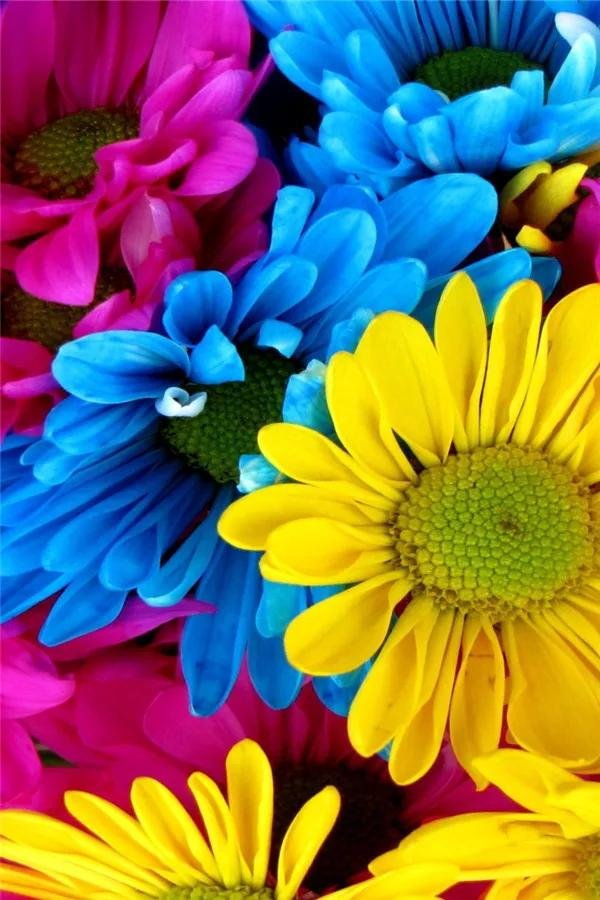 разноцветная ромашка