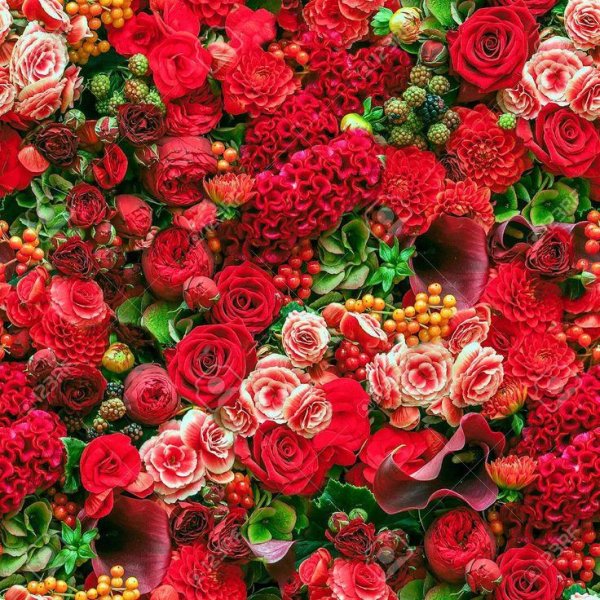 красные цветки