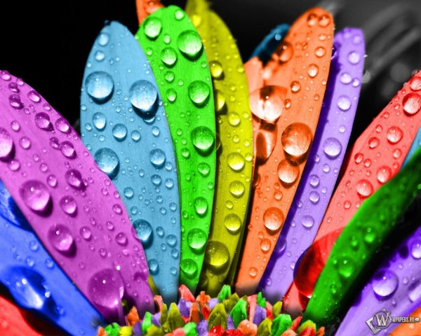 красивые цвет