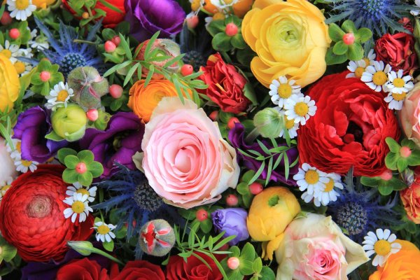 ранункулюс лютик блумингдейл