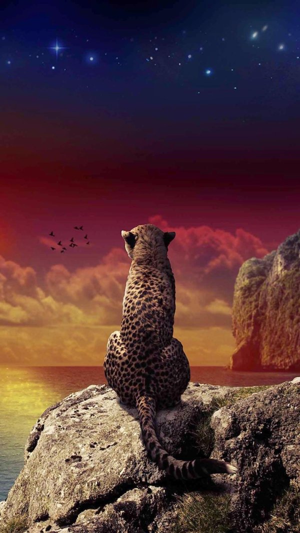 животное гепард