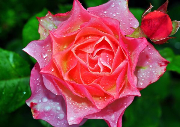 крупная роза