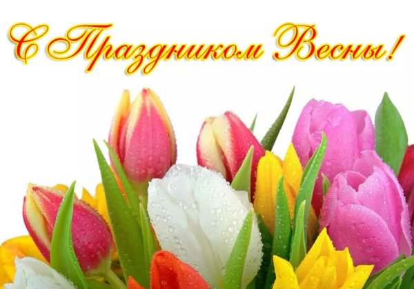 красивые тюльпаны