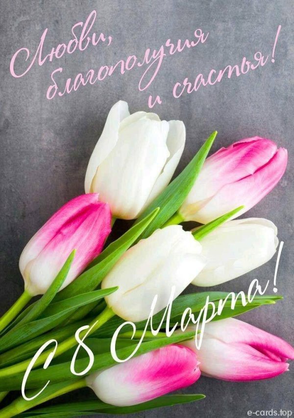 тюльпан красивый