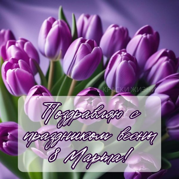 сиреневые тюльпаны