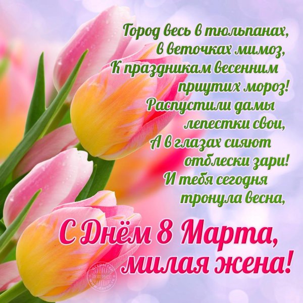 нежные тюльпаны