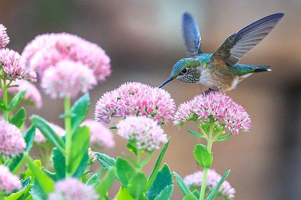hummingbird flower