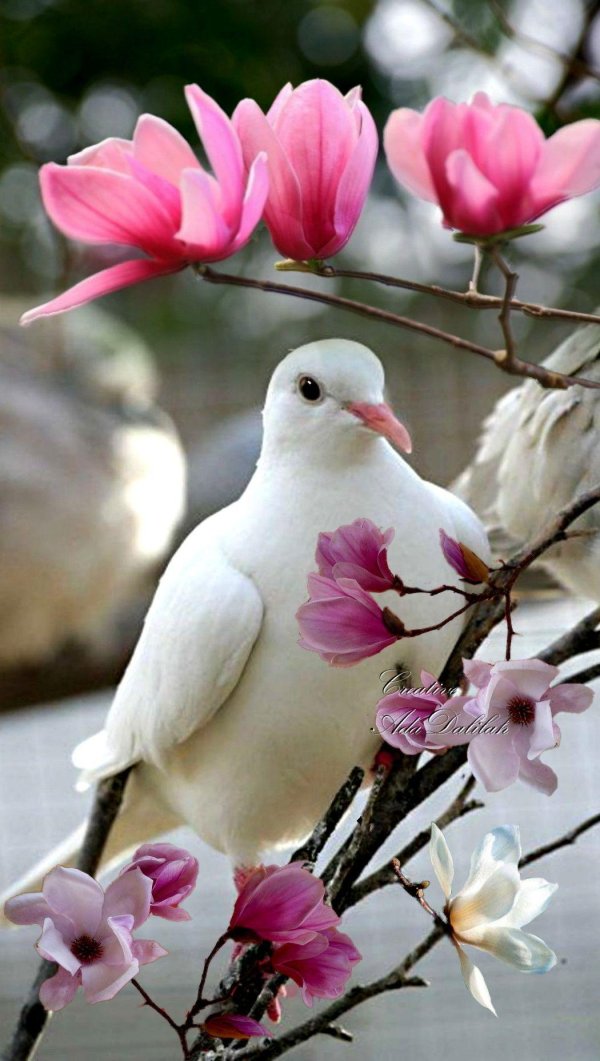 белые голуби