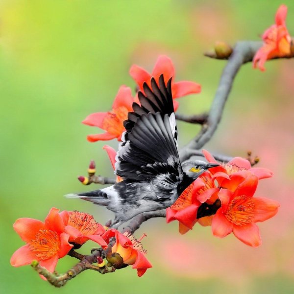 весенние птички