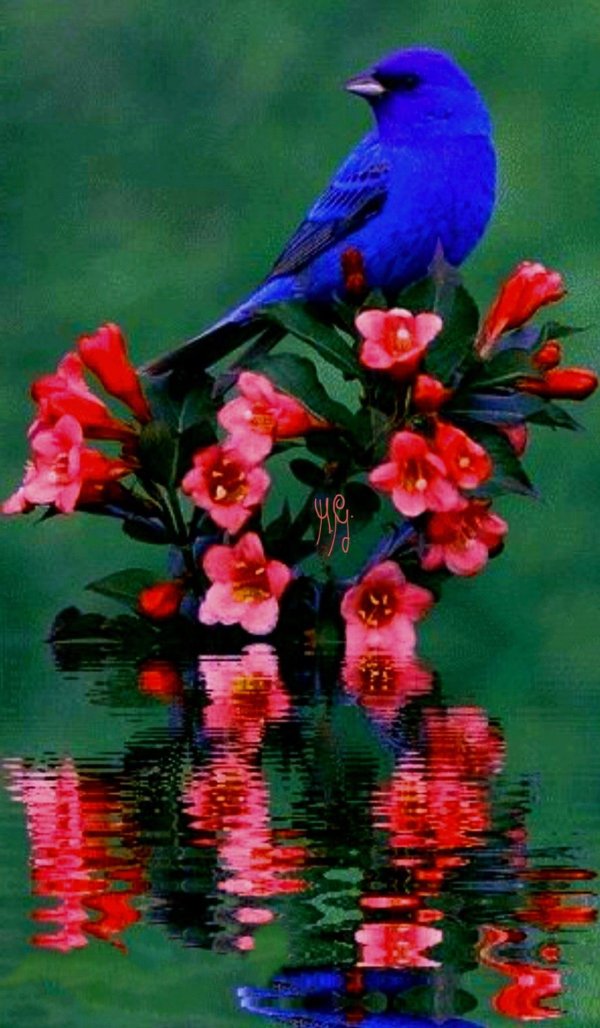 синие птички