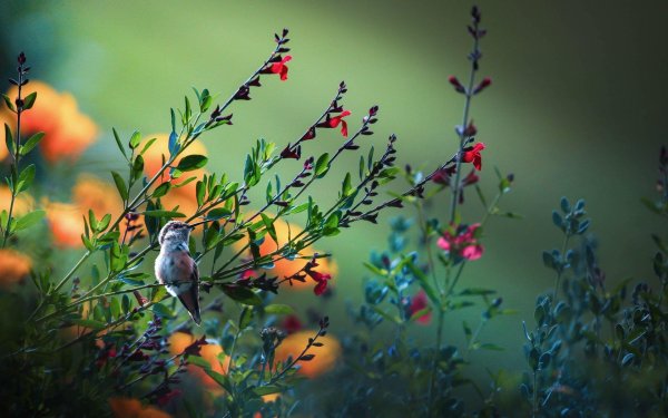 природа с птицами