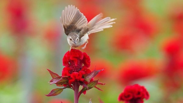 птички в цветах