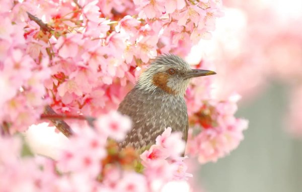 птички весна