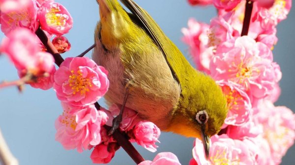 сакура японские белоглазки