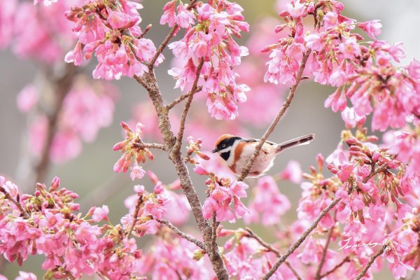 рыжеголовая длиннохвостая синица