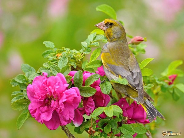 лесная канарейка