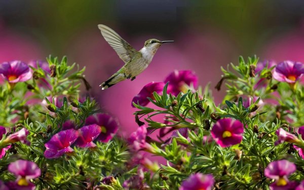 hummingbird flower
