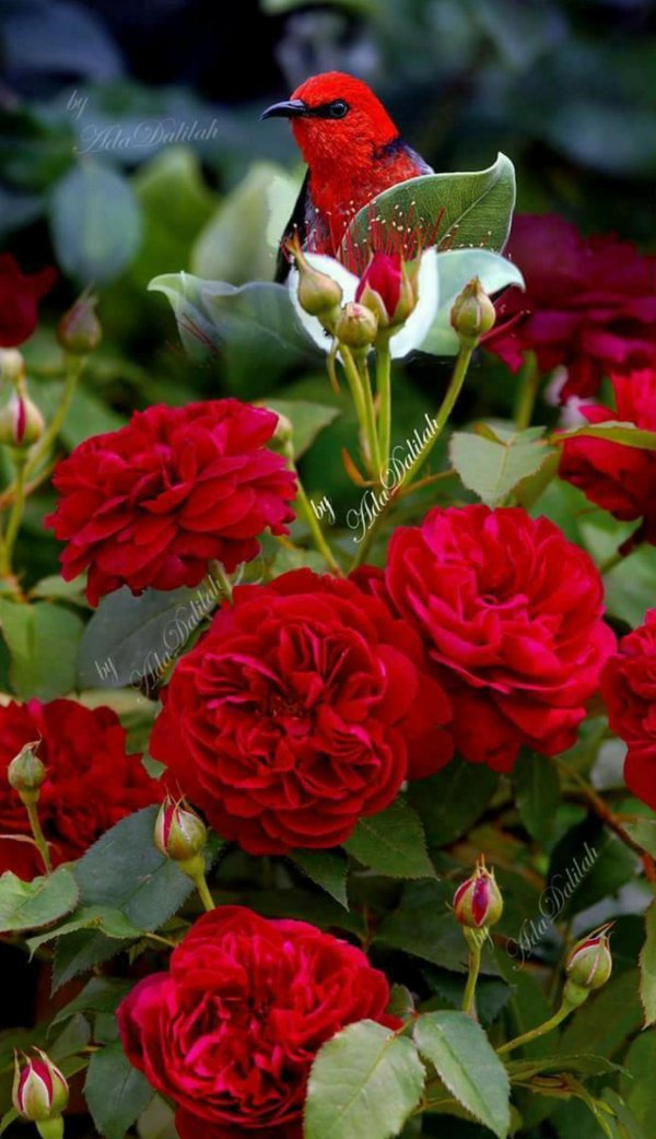 роза дарси басселл