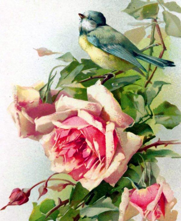 соловей и роза