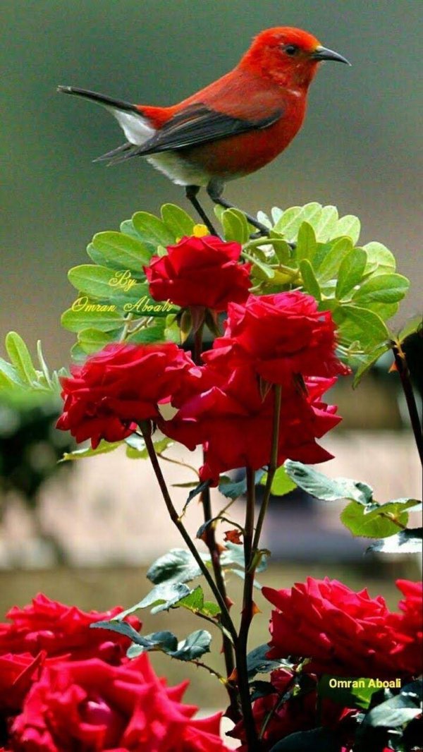 яркая птичка