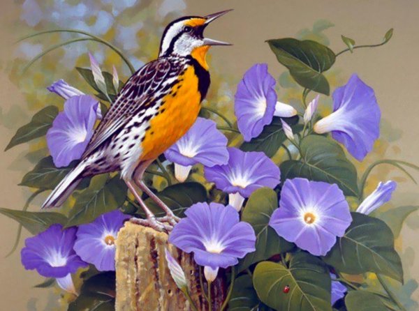 eastern meadowlark